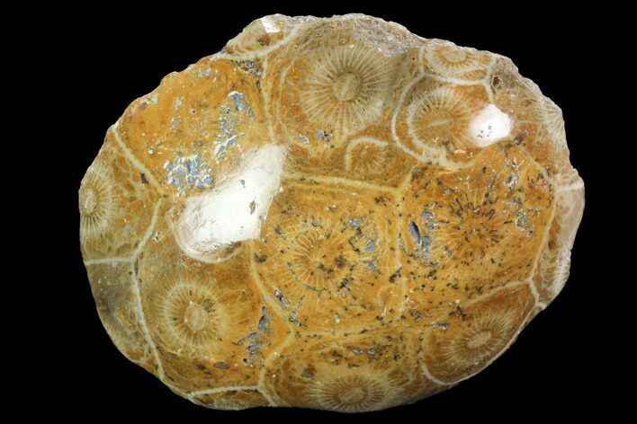 Polished Fossil Coral (Actinocyathus) - Morocco #100634
